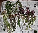 IMG 7918
