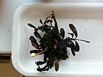Dark Narcysus 1