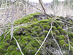 IMG 4657
