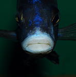 Telmatochromis temporalis "shell"