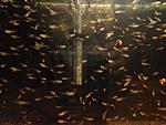 IMG 4164