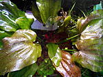 Echinodorus Red Rock 03