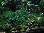 bolbitis sp.mini"dwarf"