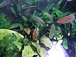 bucephalandra sp."silver powder"