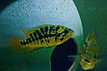 IMG 5264