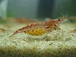 images (5)