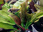 Echinodorus Red Rock 01