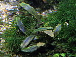 bucephalandra sp."velvet blue"