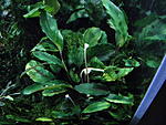 bucephalandra sp."tiger sripes"tapah