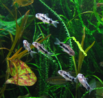 Corydoras habrosus