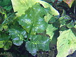 bolbitis sp.bau