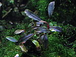 bucephalandra sp."brownie purple"