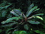 bucephalandra sp."very long steam"