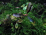 bucephalandra sp."brownie ghost"