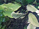 schismatoglottis sp.sungui tubah