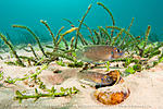 shell dweller 1