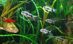Corydoras habrosus