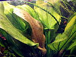 Echinodorus Red Rock 02