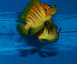 Altolamprologus compressiceps "Chaitika"