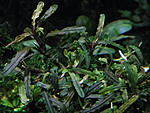 bucephalandra sp."fake katarina"