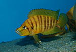 Altolamprologus compressiceps "Chaitika"