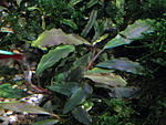 bucephalandra sp."solid blue"