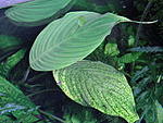 schismatoglottis petradoxa