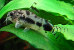 Corydoras habrosus