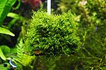 Riccardia.