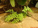 DSC00004111