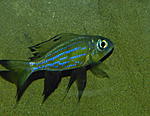 Aulonocranus dewindti