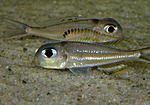 Xenotilapia ornatipinnis