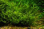 Pearl moss