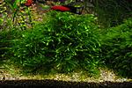 Willow Moss