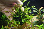Cameroon moss