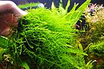 Thamarassery moss