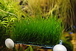 Flame Moss