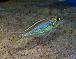 Callochromis pleurospilus "Kigoma"