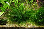 Giant Willow moss
