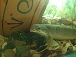 1.  (Polypterus senegalus)