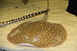 Potamotrygon motoro