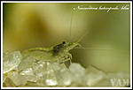 Neocardina heteropoda blue