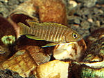 Neolamprologus similis