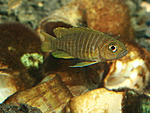 Neolamprologus similis