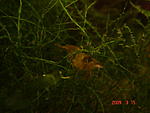 DSC04203
