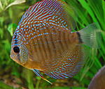 DSC 0085