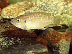 Lamprologus brevis 'Chimba'