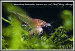 Neocaridina denticulata sinensis var. red, Red Cherry Shrimp 
()