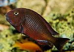 Tropheus Red Chimba