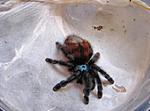 Avicularia versicolor